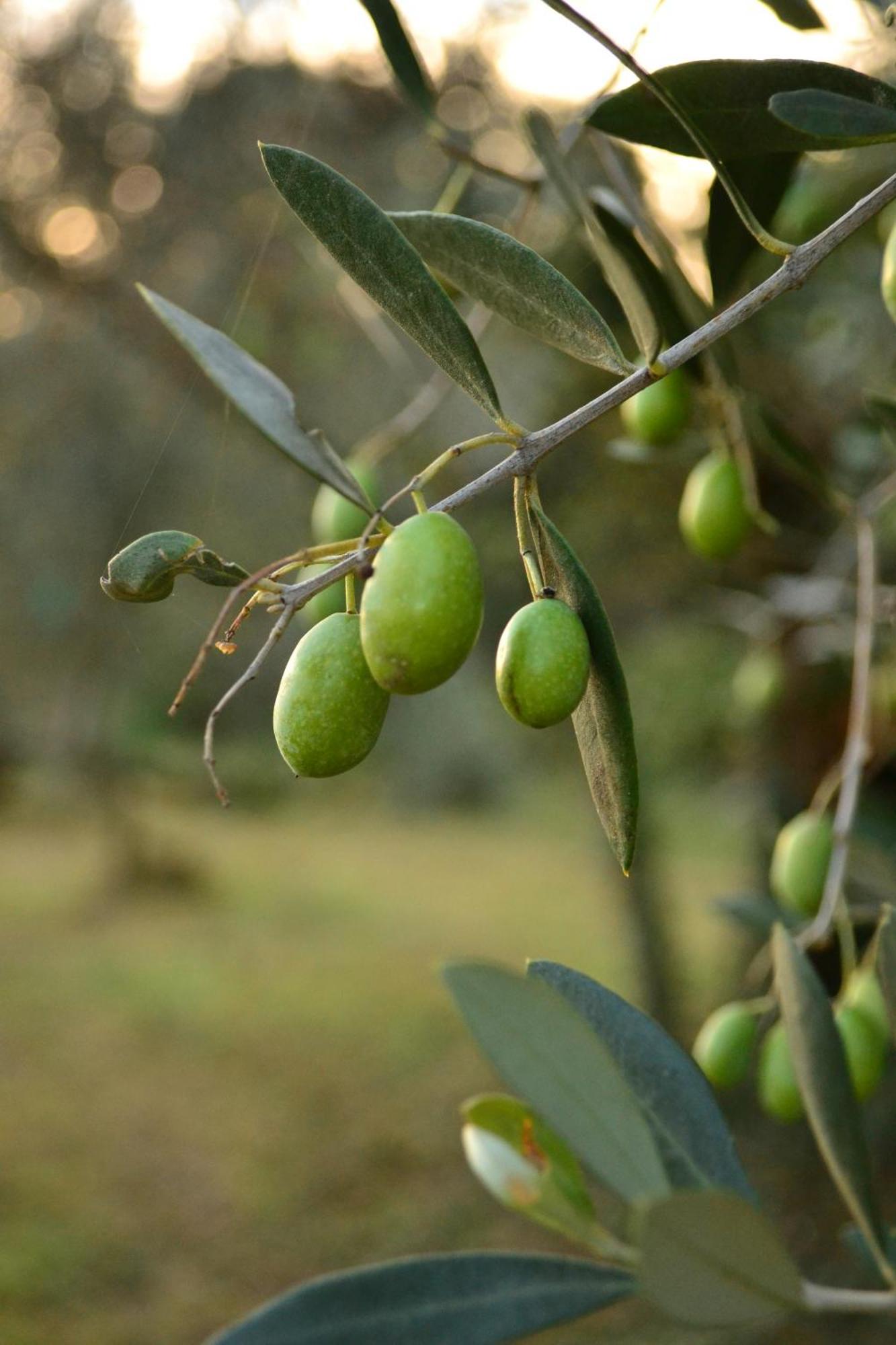 דירות Castion Veronese Il Rovero מראה חיצוני תמונה
